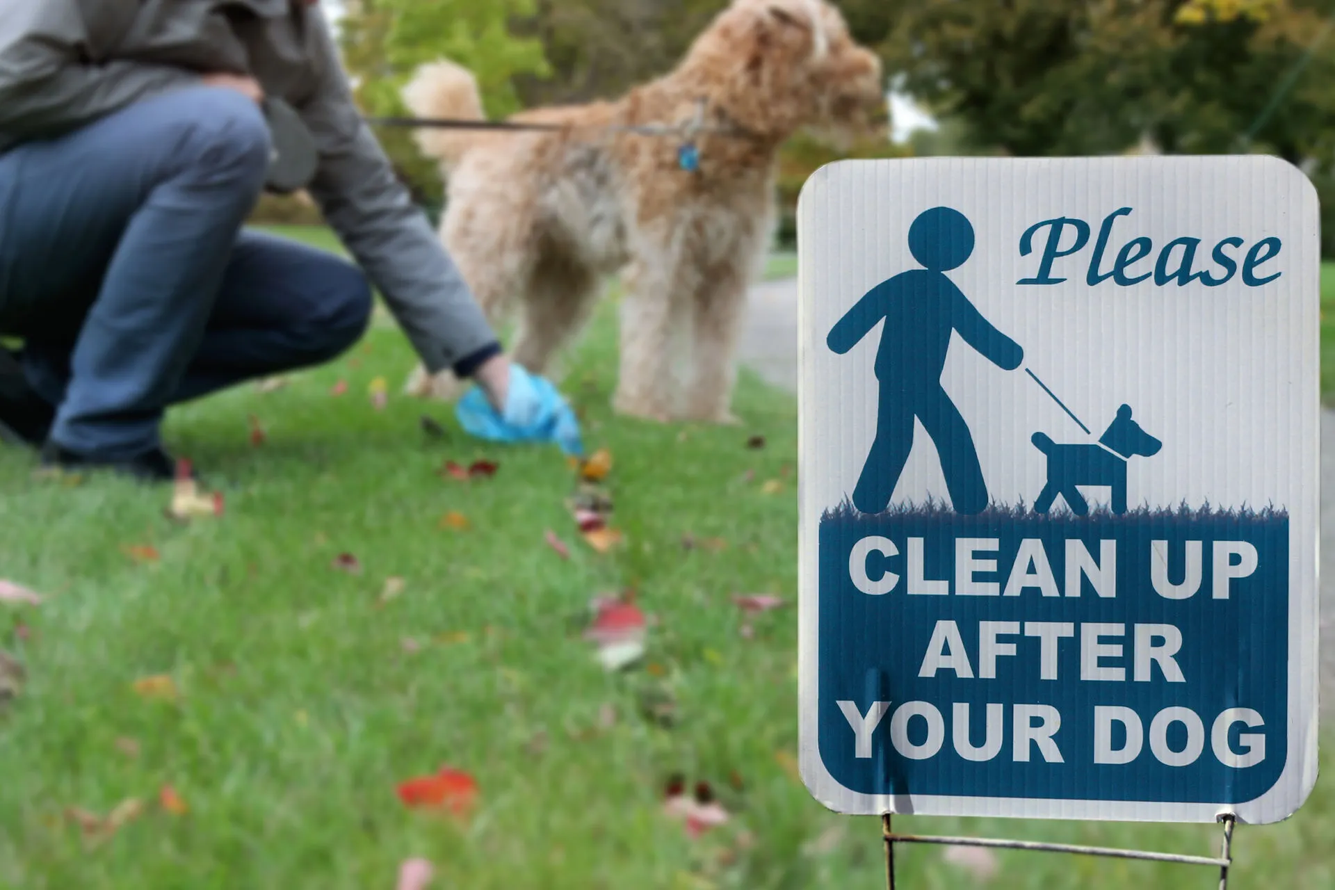 Im Park hebt eine Hunderhalterin den Kot ihres Hundes mit einer Kott&uuml;te auf, im Vordergrund eine Schild: "Please clean up after your dog"